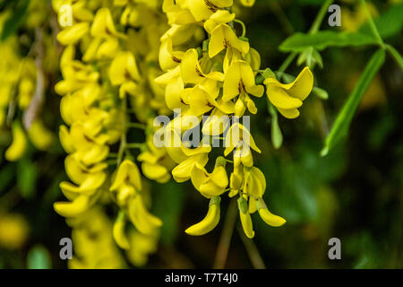 Il maggiociondolo fioritura in Northumberland, Regno Unito. Maggio 2018. Foto Stock