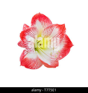 Amaryllis flower isolati su sfondo bianco Foto Stock