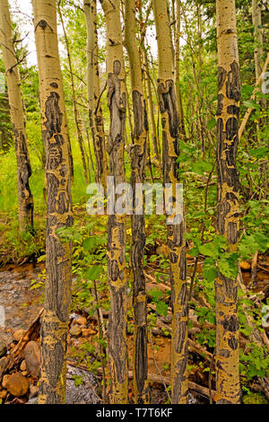 Corteccia unici modelli su Aspen nel Parco Nazionale delle Montagne Rocciose Foto Stock