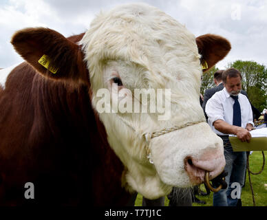 Nel Land di Brandeburgo, in Germania. 09 Maggio, 2019. Il Simmental Fleckvieh è votato razza dell'anno presso la ventinovesima Brandeburgo fiera agricola. Il settore agricolo, forestale e delle industrie alimentari sarà presente con la tecnologia più recente e le opportunità di formazione a Brala. In aggiunta, gli animali da allevamento sono presentati a livello nazionale mostrano animali. Credito: dpa picture alliance/Alamy Live News Foto Stock