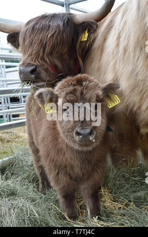 Nel Land di Brandeburgo, in Germania. 09 Maggio, 2019. Il Highland vitello tacco Lina sorge di fronte a sua madre Lotta alla 29a Brandeburgo fiera agricola. In aggiunta agli animali riproduttori e la tecnologia più recente, l'agricoltura, la silvicoltura e le industrie alimentari presenti anche le opportunità di formazione. Credito: dpa picture alliance/Alamy Live News Foto Stock