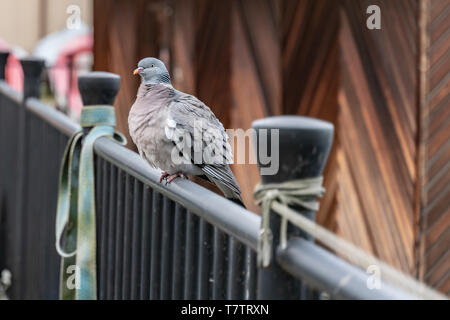 La brina pigeon seduto sulla ringhiera in una fredda giornata invernale Foto Stock