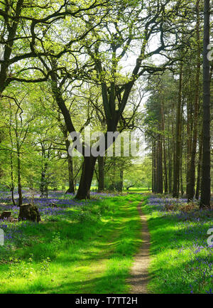 Una via attraverso il bluebell boschi vicino a Langley nel Hertfordshire Foto Stock