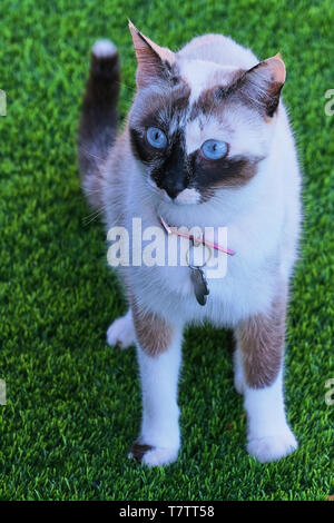 Piccolo e bellissimo gatto bianco con occhi azzurri su erba verde Foto Stock