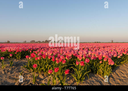 Rosa campi di tulipani nei Paesi Bassi Foto Stock