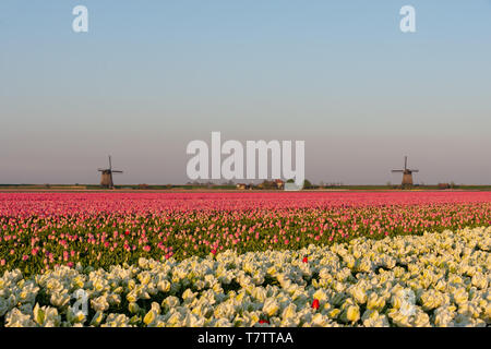 Campi di Tulipani in Schermerhorn, Paesi Bassi Foto Stock