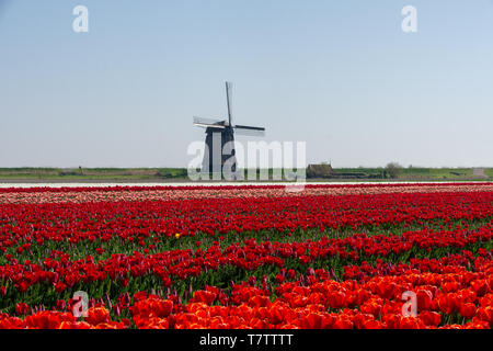 Tulipani e il mulino a vento di Schermerhorn, Paesi Bassi Foto Stock