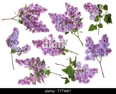 Set di rami di lilla isolati su sfondo bianco. Viola fiori di primavera Foto Stock