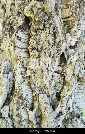 Cork tronco di quercia - Quercus suber - in Hendricks Park di Eugene, Oregon, Stati Uniti d'America. Foto Stock