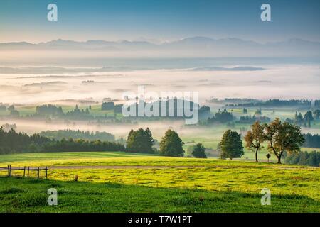 Vista dall'Auerberg vicino a Bernbeuren, mattina nebbia nella valle all'alba, nel retro arco alpino, Allgau, Baviera, Germania Foto Stock