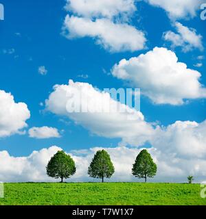 Paesaggio culturale in primavera, tre piccoli alberi di lime su un prato verde, cielo blu con nuvole cumulus, Burgenlandkreis, Sassonia-Anhalt, Germania Foto Stock