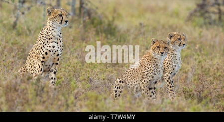 Un ghepardo femmina con due cuccioli tutti seduti fino a macchia aperta, avviso e guardare, ampio formato paesaggio, Ol Pejeta Conservancy, Laikipia, Kenya, Africa Foto Stock