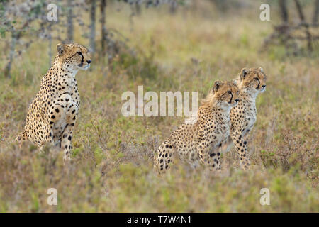 Un ghepardo femmina con due cuccioli tutti seduti fino a macchia aperta, avviso e guardare, formato orizzontale, Ol Pejeta Conservancy, Laikipia, Kenya, Africa Foto Stock