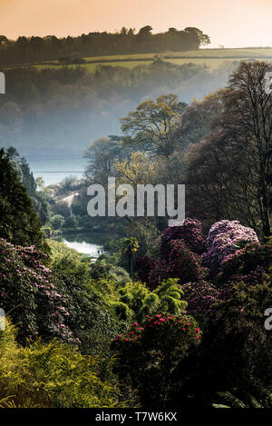 Rododendri in fiore nel giardino Trebah in Mawnan Smith in Cornovaglia. Foto Stock