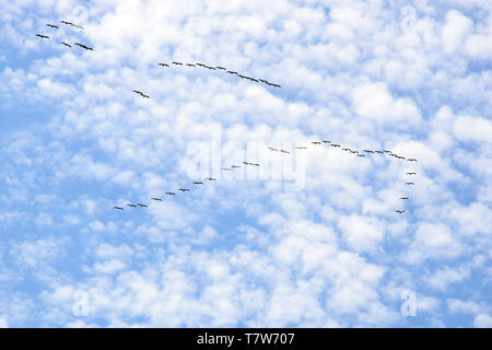 Un gregge di Great White pelican battenti in V-formazione contro il cielo. Danubio riserva della biosfera - delta del Danubio, Romania. Foto Stock