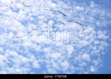 Un gregge di Great White pelican battenti in V-formazione contro il cielo. Danubio riserva della biosfera - delta del Danubio, Romania. Foto Stock