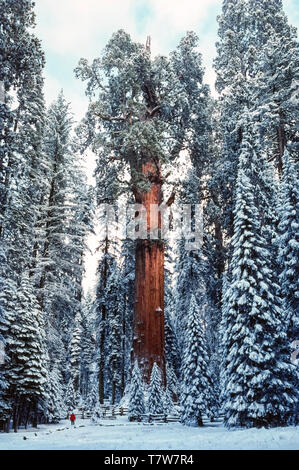 Il colore rosso-marrone corteccia del mondo la più grande struttura, una sequoia gigante (Sequoiadendron giganteum), rende distinguersi dalla neve circostante alberi coperti durante l'inverno nel Parco Nazionale di Sequoia sul versante occidentale della catena montuosa della Sierra Nevada in California, Stati Uniti d'America. Soprannominato il General Sherman Tree, sorge 274.9 piedi (83,8 metri) di altezza e ha una circonferenza di 102,6 piedi (31,1 metri) alla sua base. Un visitatore solitario in un rosso giacca neve scala dà a questo immenso albero di sequoia è stimato tra i 1.800 ed i 2.700 anni. Foto Stock