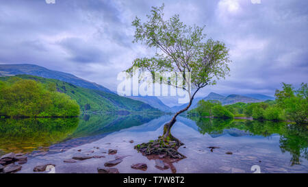 Llanberis, Galles - 1 Maggio 2019: "l'albero solitario' del llyn Padarn vicino a Llanberis in Snowdonia, Galles Foto Stock