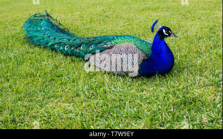 Regal peacock bird seduto su erba verde Foto Stock