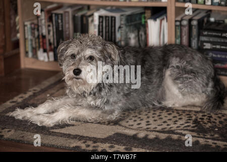 Un cane educato Foto Stock