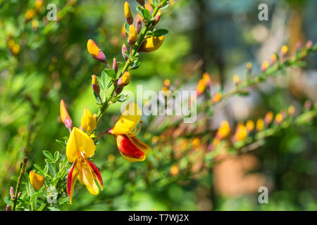 Il giallo e il rosso dei fiori su un Cytisus scoparius, un perenne arbusto leguminose noto anche come scopa comune, Scotch scopa e scopa in inglese Foto Stock