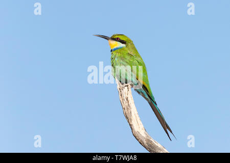 Swallow-Tailed (Swallowtailed) Bee-Eater, Merops hirundineus, Kgalagadi Parco transfrontaliero, Northern Cape, Sud Africa appollaiato sul ramo, cielo blu Foto Stock