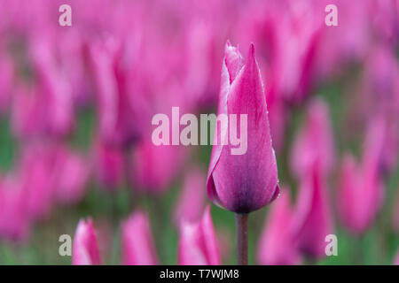 Close up di un viola scuro tulipani blossom fiore sotto la pioggia nel campo di tulipani Foto Stock