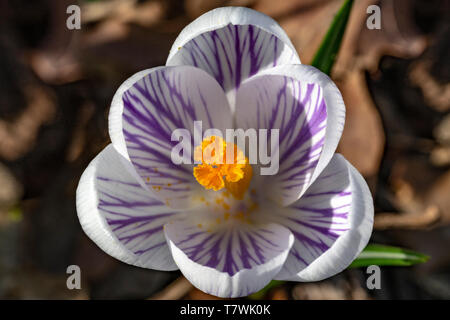 Close up di bianco viola crocus fiore che sboccia all'inizio della primavera contro brown essiccato lo scorso anno caduto foglie e in attesa di api Foto Stock