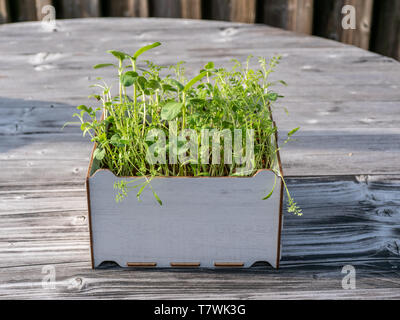Immagine della casella quadrata con green gras su un tavolo di legno, giardinaggio urbano, la crescita Foto Stock