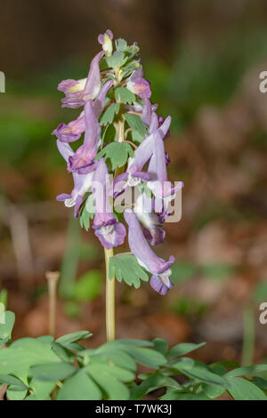 Poco viola Corydalis solida crescita dei fiori a fine calda winterorydalis solida Foto Stock
