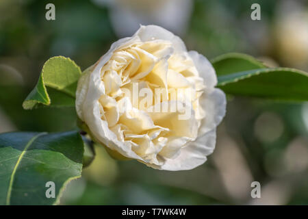 Chiudere fino a un bianco di Camellia fiore che sboccia sotto il tardo inverno sole illumina Foto Stock