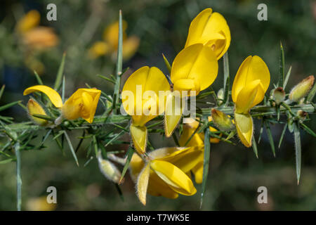 Ulex Europaeus, fiori gialli close up Foto Stock