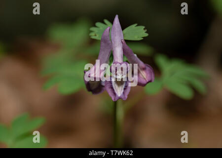 Poco viola Corydalis solida crescita dei fiori a fine inverno caldo Foto Stock