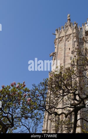 Bella close-up vista parziale per il Duomo di Milano il marmo decorato con statue di pareti e albero di magnolia fiori davanti a loro. Foto Stock