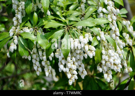 A campana chiamato fiore Sarcococca japonica, il giapponese andromeda, Giapponese sarcococca, Nana o Lilly-di-il-valle arbusto. Arashiyama. Kyoto, Giappone. Foto Stock