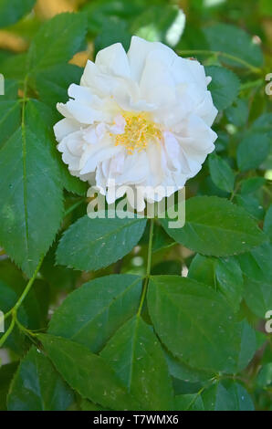 Rose dal tipo di rose selvatiche chiamato Rose Odorata Foto Stock