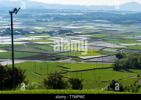 Il tè verde campo, Chiran, Minami città di Kyushu, Prefettura di Kagoshima, Giappone Foto Stock