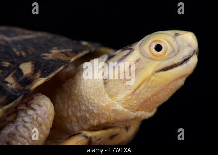 Blanding's Turtle (Emydoidea blandingii) Foto Stock