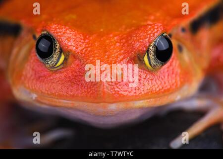 Madagascar rana pomodorro (Dyscophus antongilii) Foto Stock