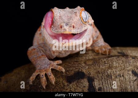 Il Gargoyle gecko (Rhacodactylus auriculatus) è di medie dimensioni, in via di estinzione, il geco specie endemiche della Nuova Caledonia. Foto Stock