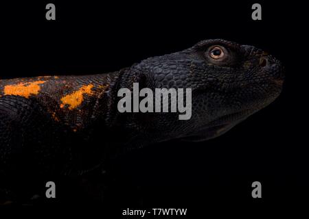 Sud Sahara spinoso-tailed lizard (Uromastyx flavifasciata) Foto Stock