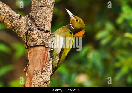 Maggiore giallo-naped picchio, Chrysophlegma flavinucha, Sattal, Uttarakhand, India. Foto Stock