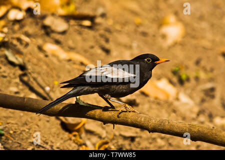 Grigio-winged blackbird, maschio, Turdus boulboul, Sattal, Uttarakhand, India. Foto Stock