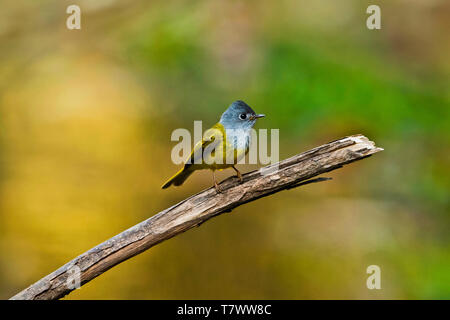 Grigio-guidato canarino-flycatcher, Culicicapa ceylonensis, Sattal, Uttarakhand, India. Foto Stock