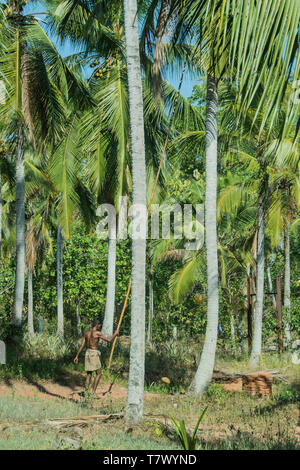 Visto sulla strada da Colombo a Dambulla, Sri Lanka, questa seconda foto in sequenza mostra la caduta cocounut (centro inferiore). Foto Stock