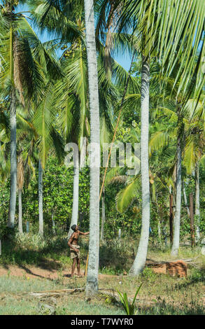 Visto sulla strada da Colombo a Dambulla, Sri Lanka, questo uomo era la raccolta di noci di cocco, utilizzando un coltello su la fine di un lungo bastone per tagliare la levetta. Foto Stock