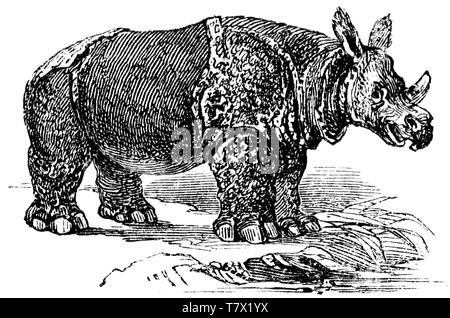 Taglio di legno intagliato, illustrazione presa da "tesoro di storia naturale' da Samuele Maunder, pubblicato 1848 Foto Stock