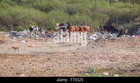 Un garbage dump con alcuni capi di bestiame e cani visto in Sri Lanka Foto Stock