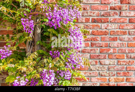 Il glicine viola fioritura delle piante. Muro di mattoni in background. Foto Stock