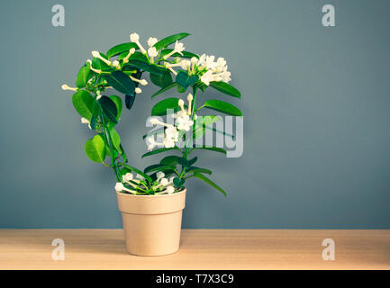 Bianco fiore profumato Stephanotis pianta con forma ad arco in pentola floreale contro di colore scuro dello sfondo della parete. Stephanotis Floribunda, Madagascar Jasmi Foto Stock